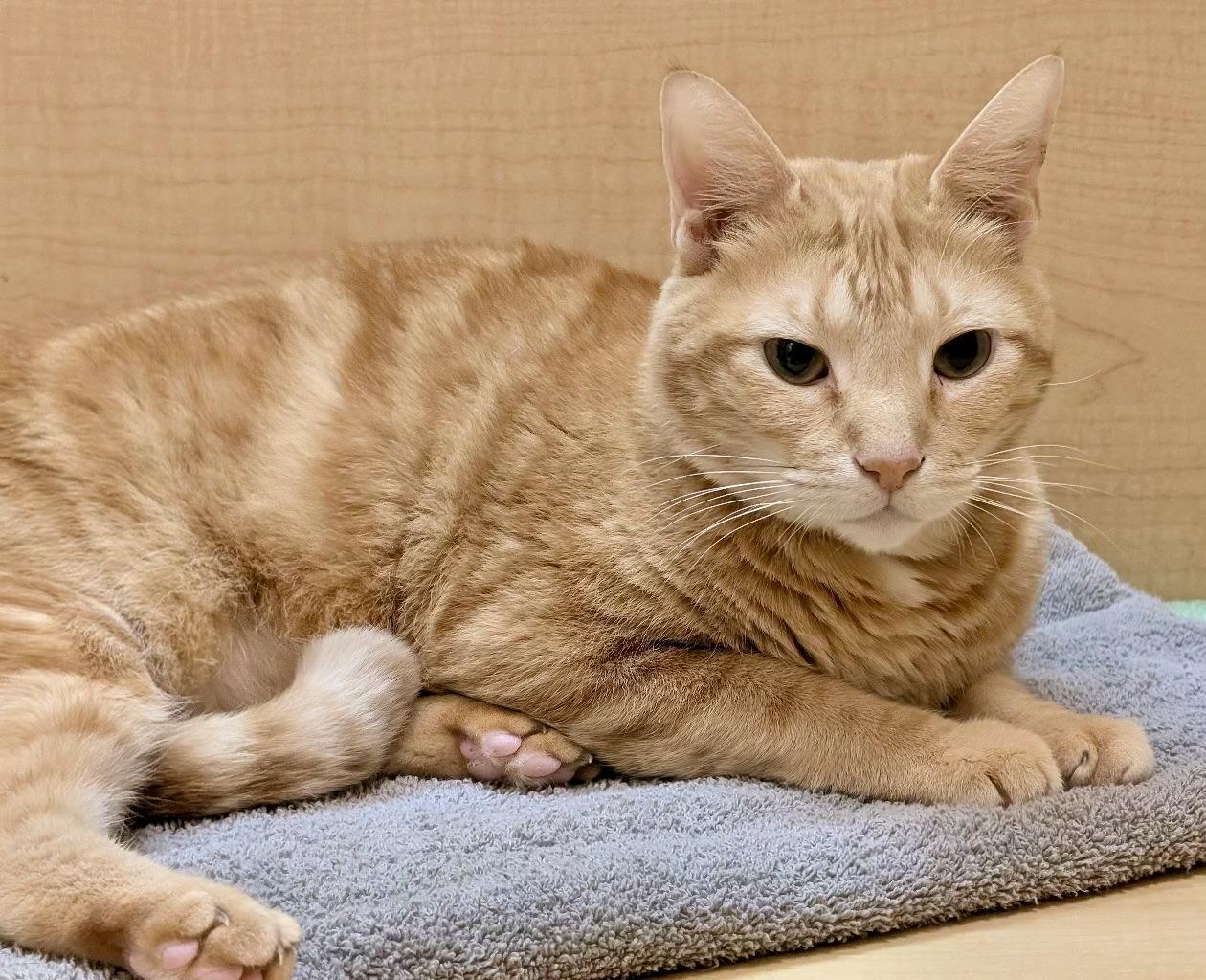 Enlarge Big Poppa (Orzoral's Friend), a Adopted Domestic Short Hair in Austin, TX image 6/6