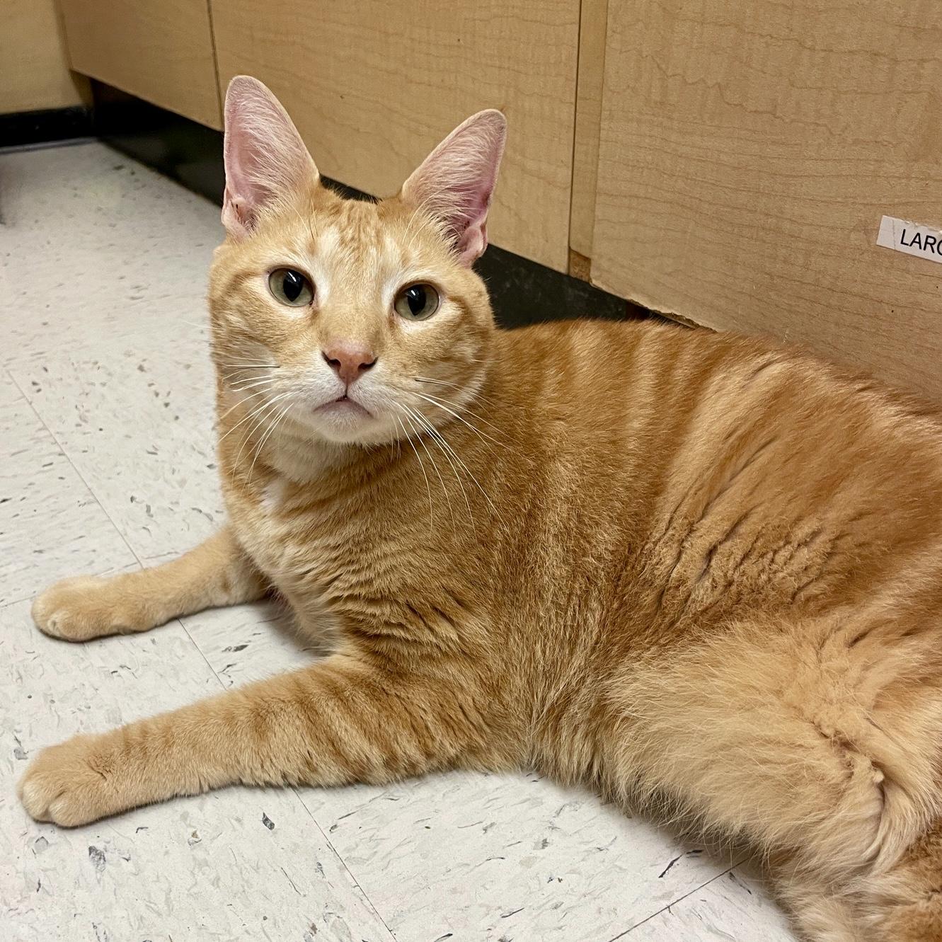 Enlarge Big Poppa (Orzoral's Friend), a Adopted Domestic Short Hair in Austin, TX image 2/6