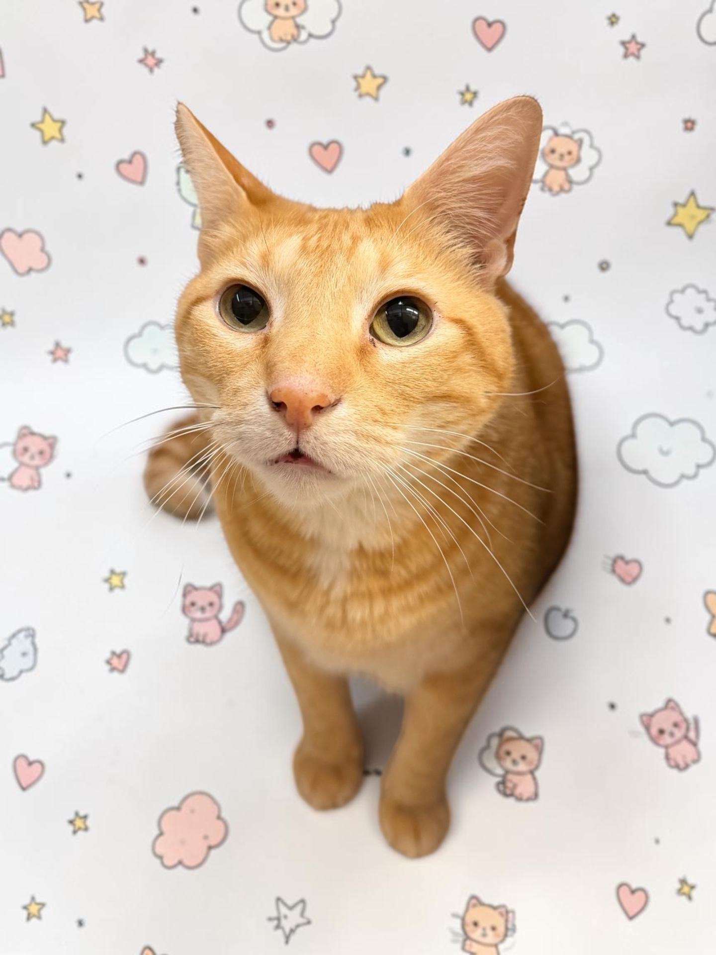Big Poppa (Orzoral's Friend), Adopted, Adult Male Domestic Short Hair.