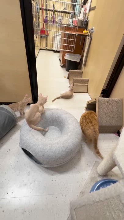 Enlarge Big Poppa (Orzoral's Friend), a Adopted Domestic Short Hair in Austin, TX video 4/6