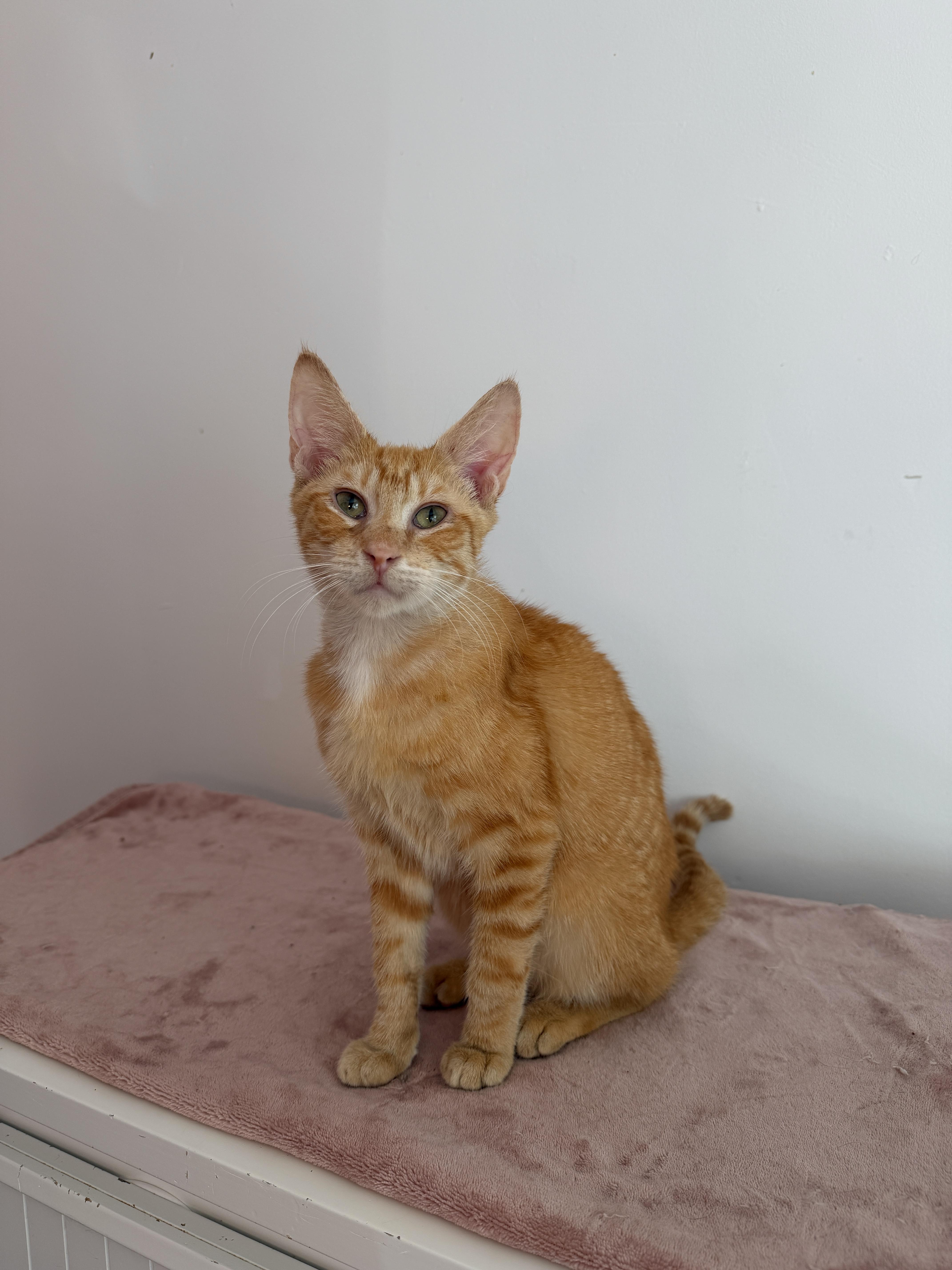 Enlarge SIMON, a ADOPTABLE Tabby in New York, NY image 1/1