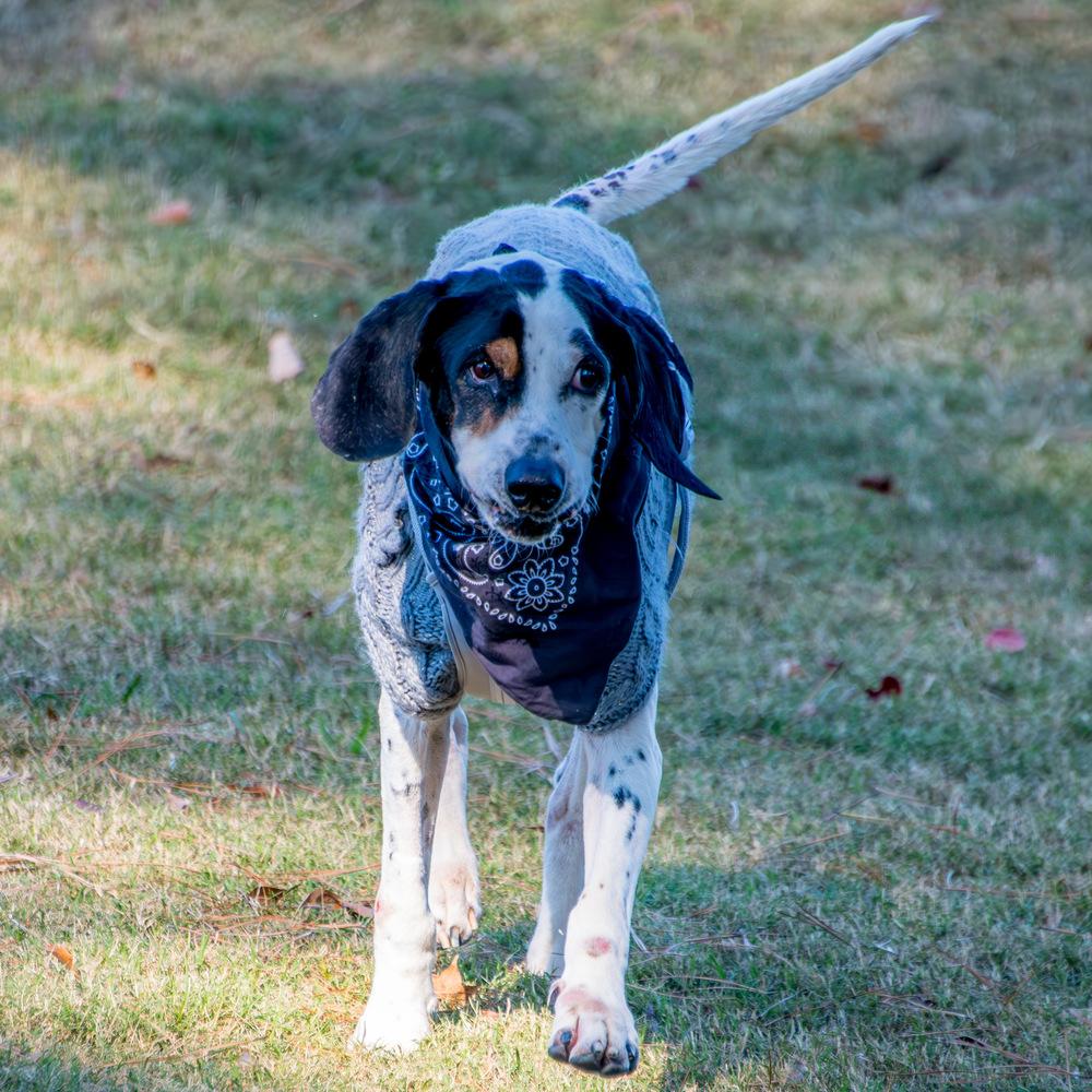 Janice, Adoptable, Adult Female Coonhound.