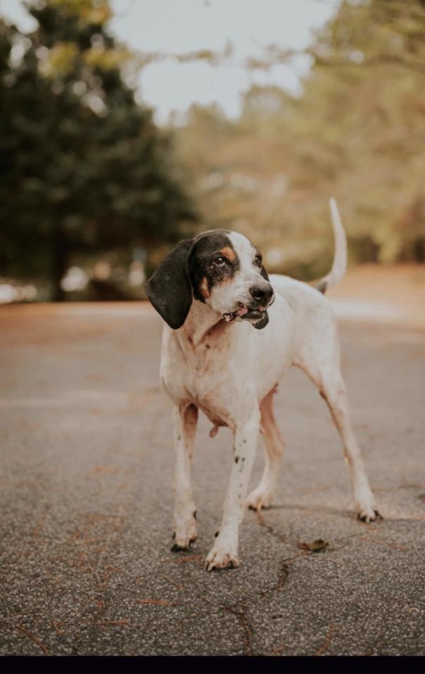 Janice, a Adoptable mixed breed in Marietta, GA image 2/6