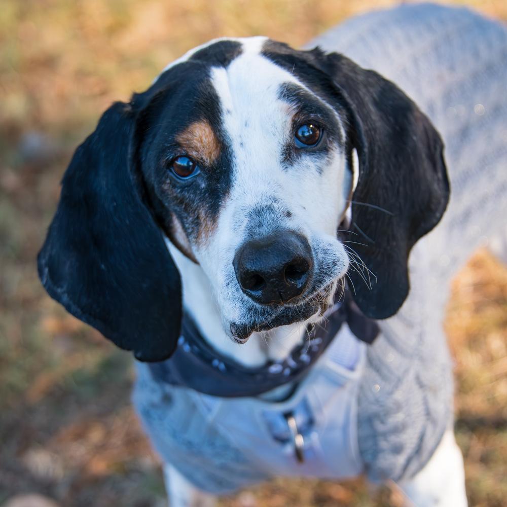 Janice, a Adoptable mixed breed in Marietta, GA image 3/6