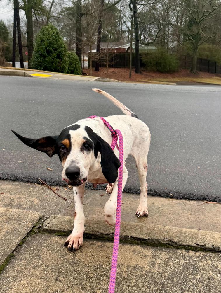Enlarge Janice, a Adoptable mixed breed in Marietta, GA image 3/6