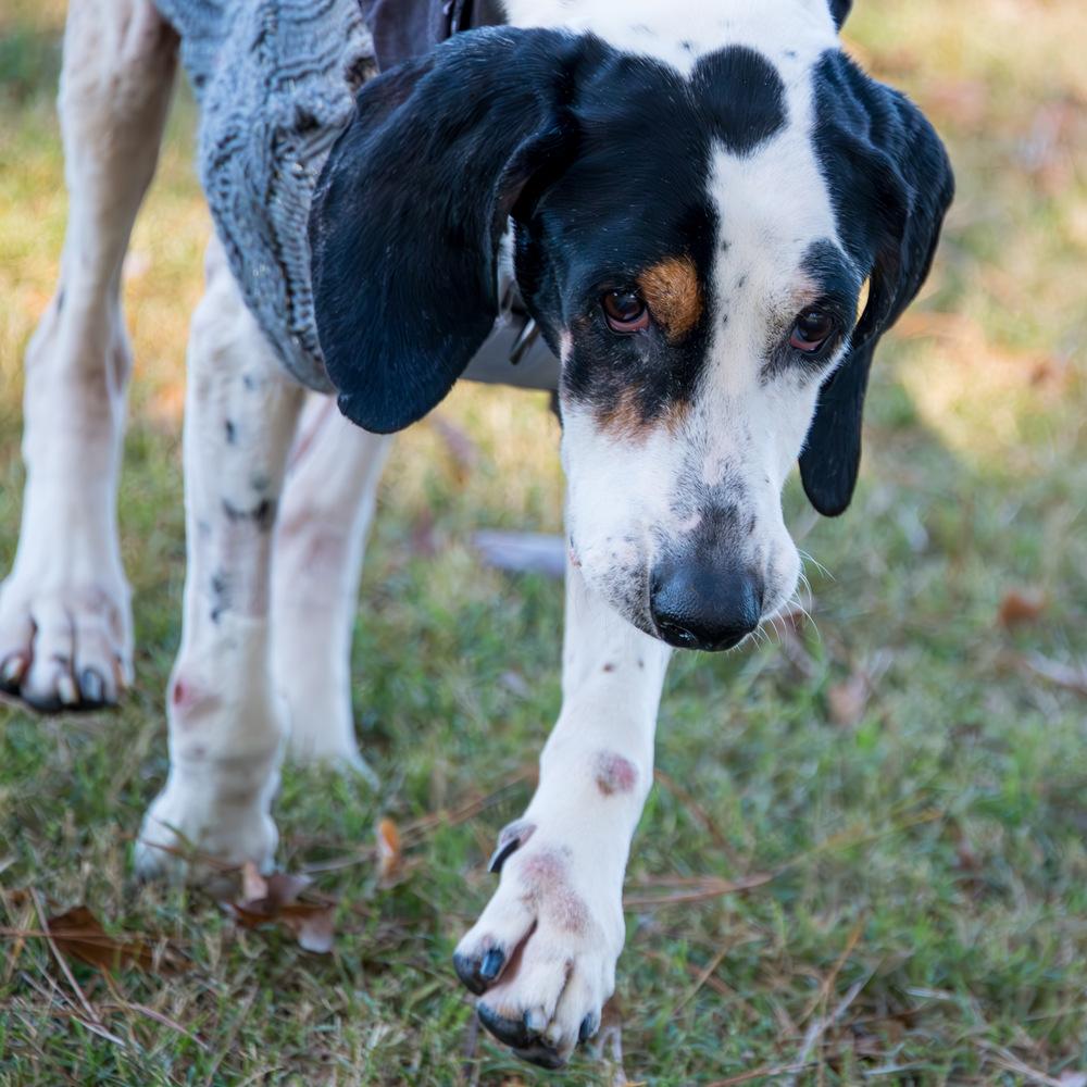 Janice, a Adoptable mixed breed in Marietta, GA image 4/6