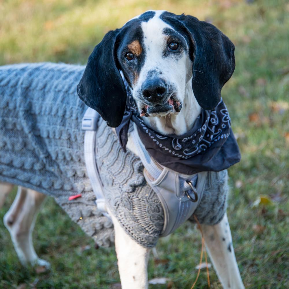 Janice, a Adoptable mixed breed in Marietta, GA image 5/6