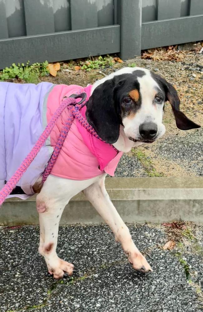 Enlarge Janice, a Adoptable mixed breed in Marietta, GA image 5/6