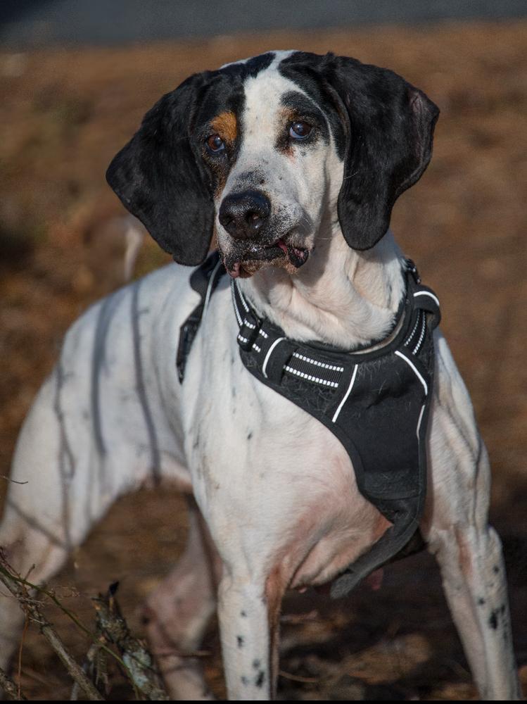 Enlarge Janice, a Adoptable mixed breed in Marietta, GA image 6/6