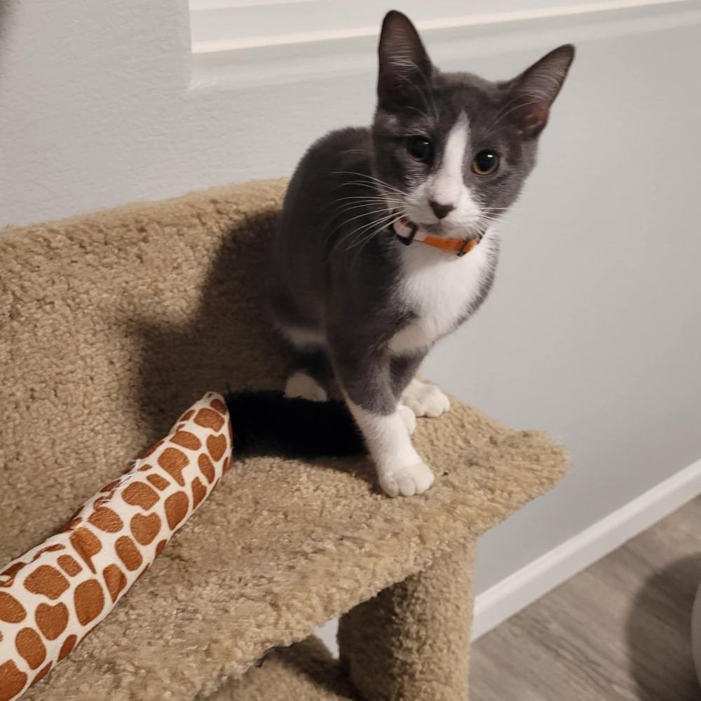 Enlarge Lily, a Adoptable mixed breed in Sedalia, CO image 1/3