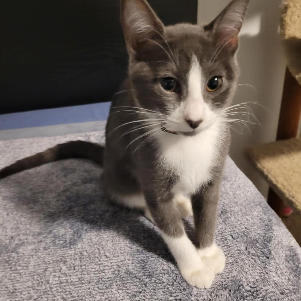 Enlarge Lily, a Adoptable mixed breed in Sedalia, CO image 2/3