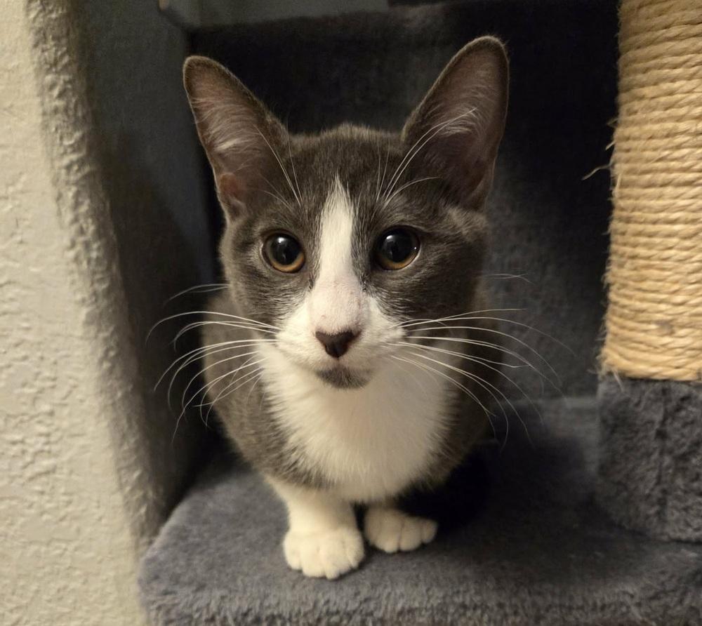 Enlarge Lily, a Adoptable mixed breed in Sedalia, CO image 3/3