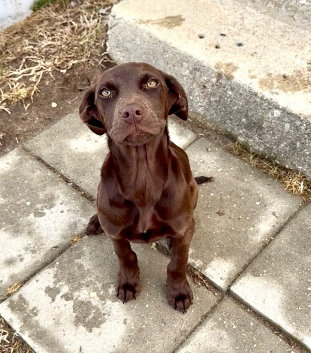 Enlarge Popcorn, a ADOPTABLE mixed breed in Collingswood, NJ image 3/3