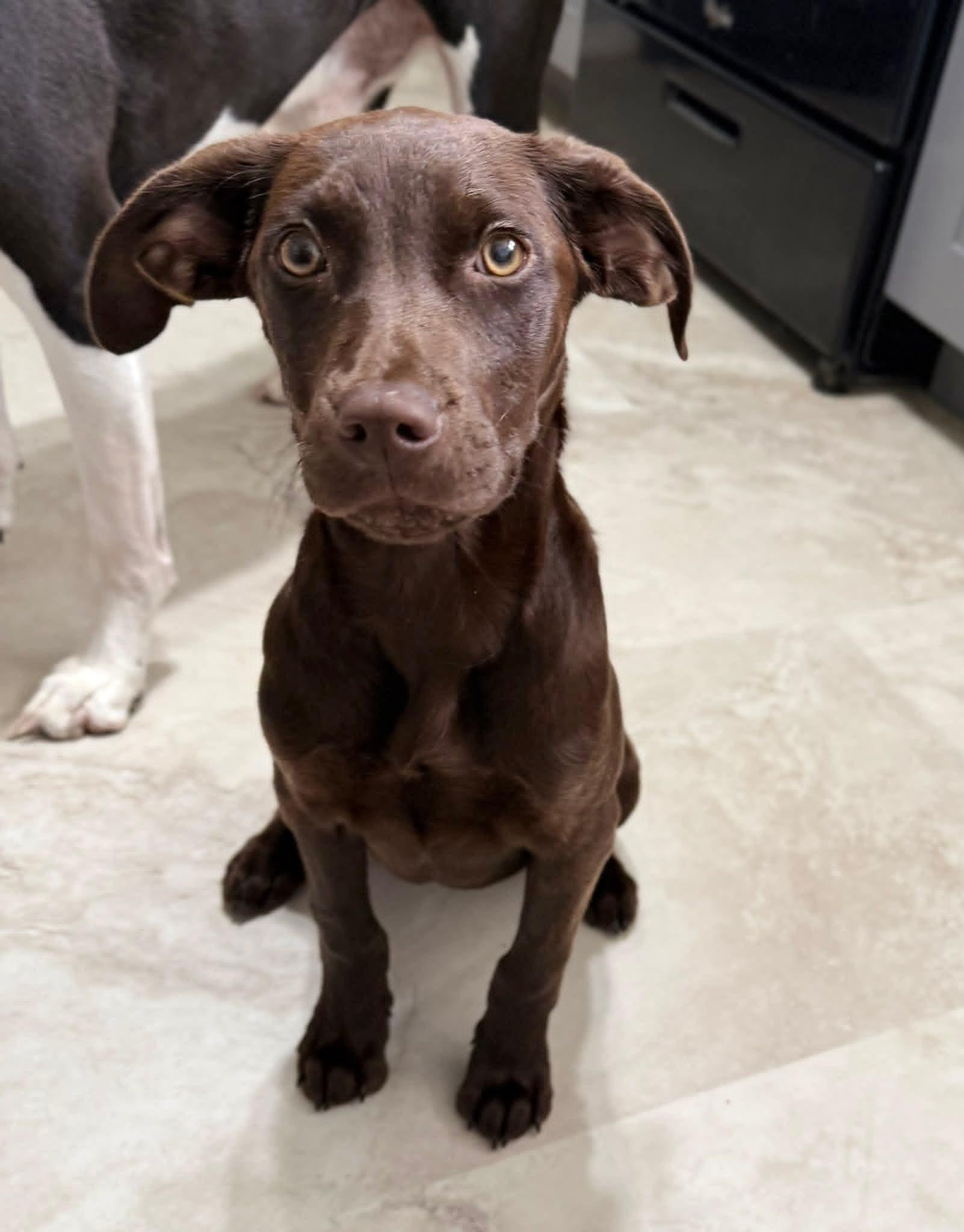 Popcorn, ADOPTABLE, Puppy Female Boykin Spaniel & Labrador Retriever.