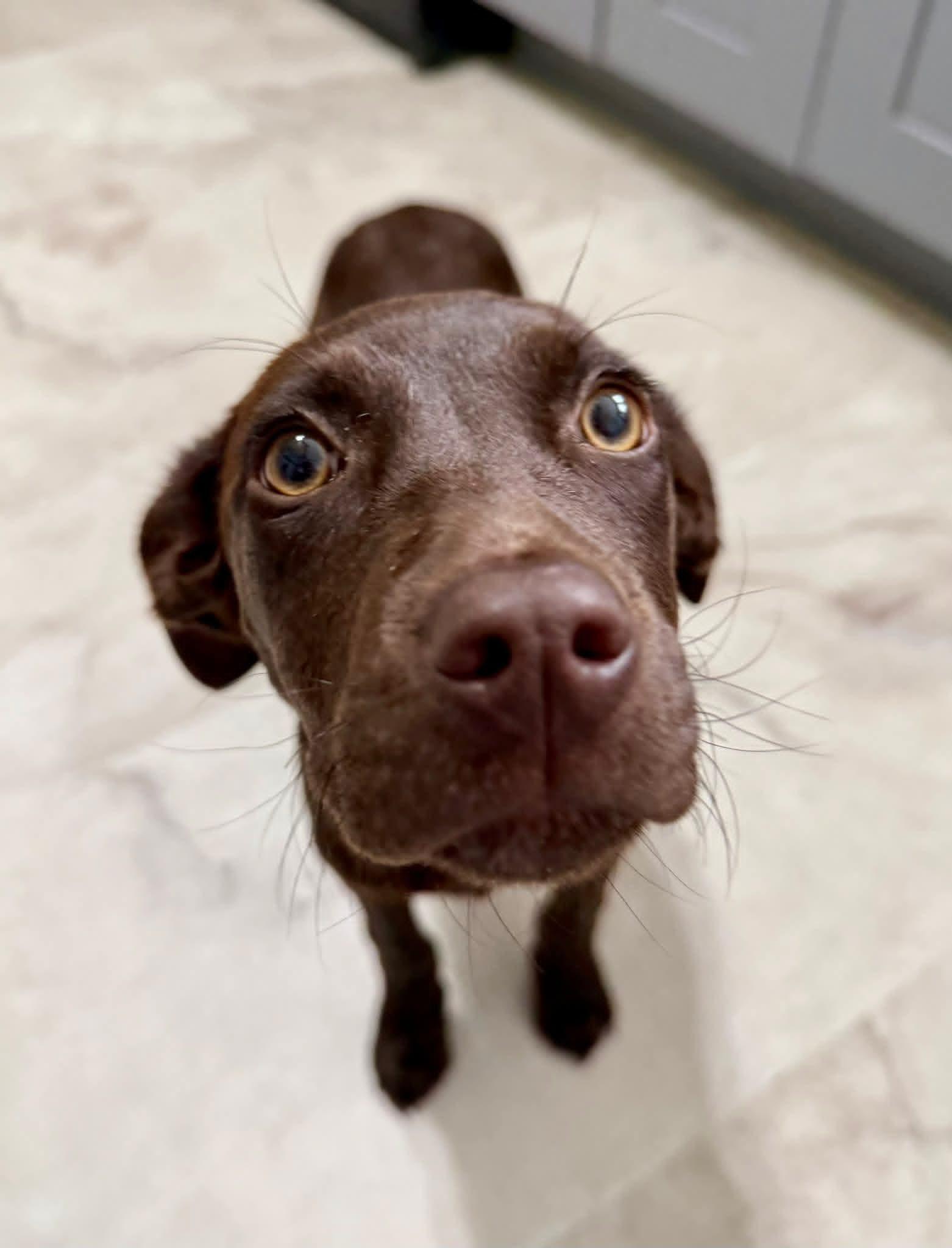 Enlarge Popcorn, a ADOPTABLE mixed breed in Collingswood, NJ image 2/3