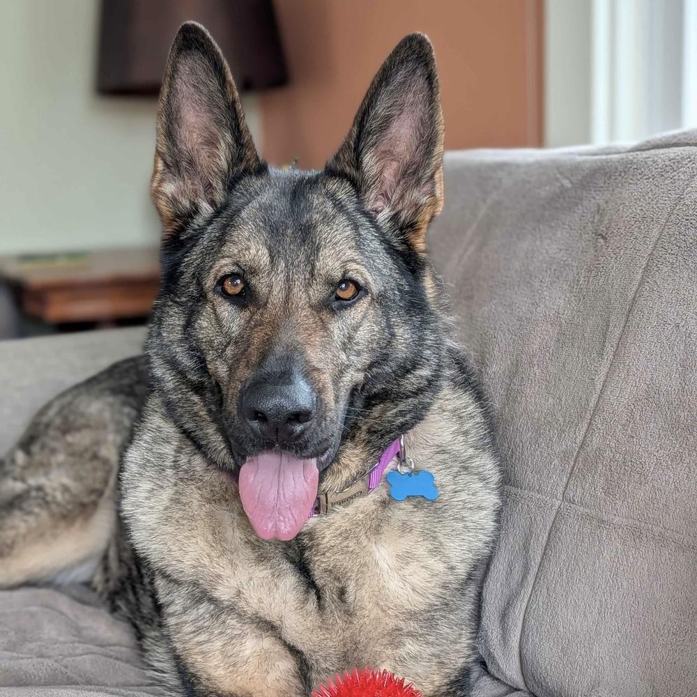 Millie - AVAILABLE, Adoptable, Adult Female German Shepherd Dog.