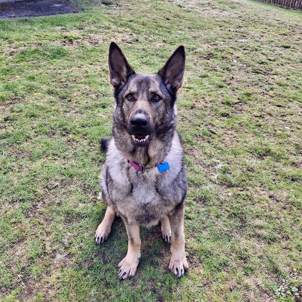 Enlarge Millie - AVAILABLE, a Adoptable German Shepherd Dog in Seattle, WA image 2/6