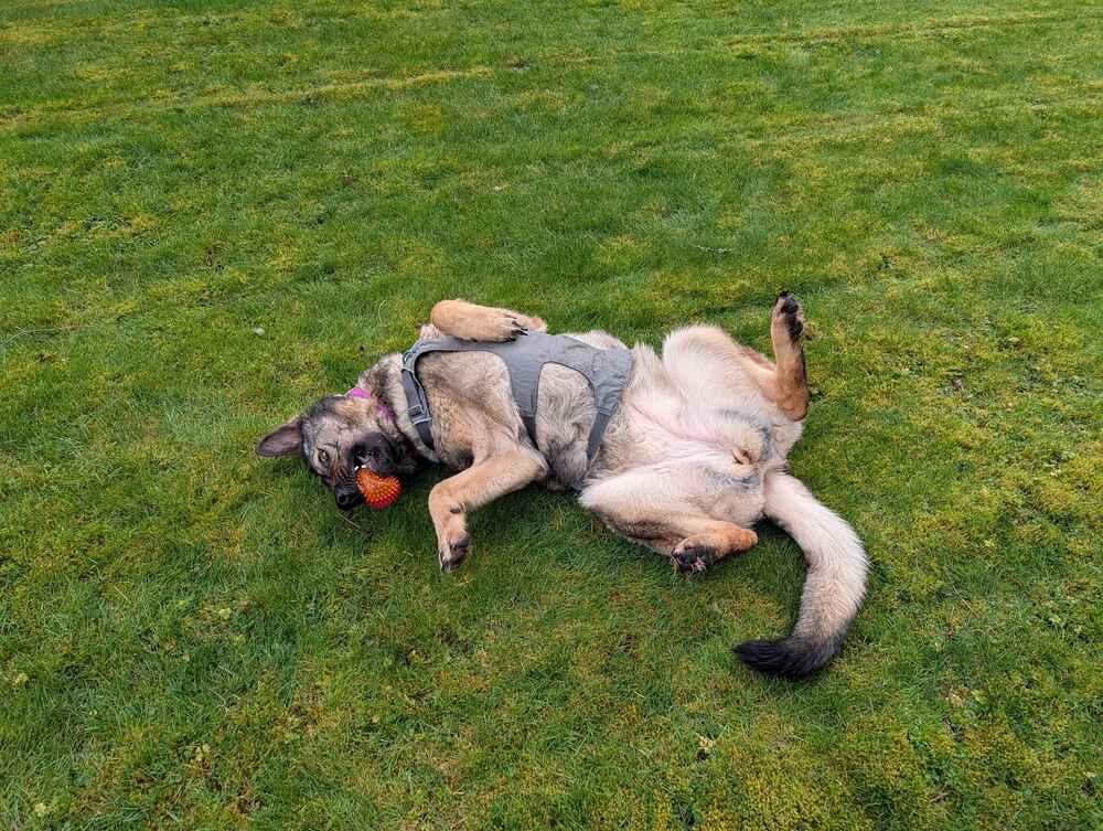 Enlarge Millie - AVAILABLE, a Adoptable German Shepherd Dog in Seattle, WA image 3/6