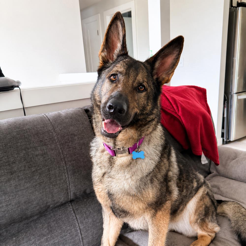 Enlarge Millie - AVAILABLE, a Adoptable German Shepherd Dog in Seattle, WA image 4/6