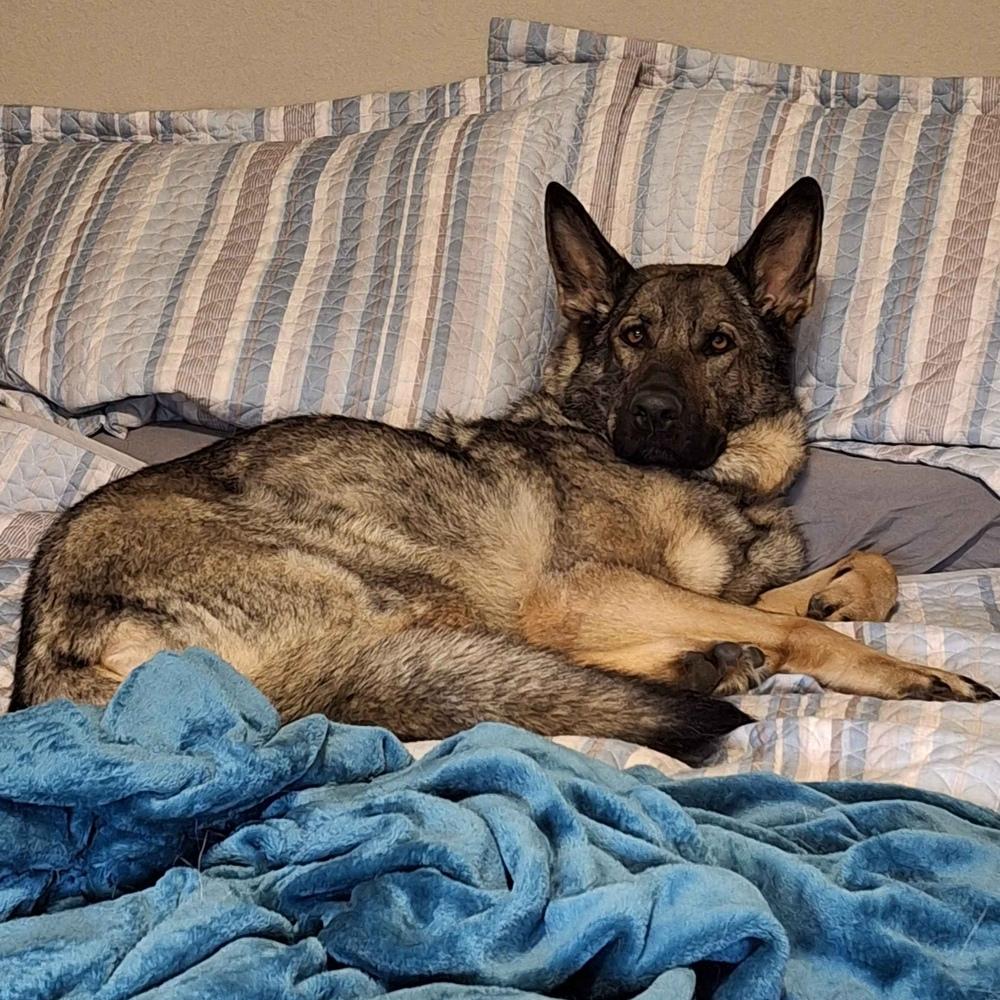 Enlarge Millie - AVAILABLE, a Adoptable German Shepherd Dog in Seattle, WA image 5/6