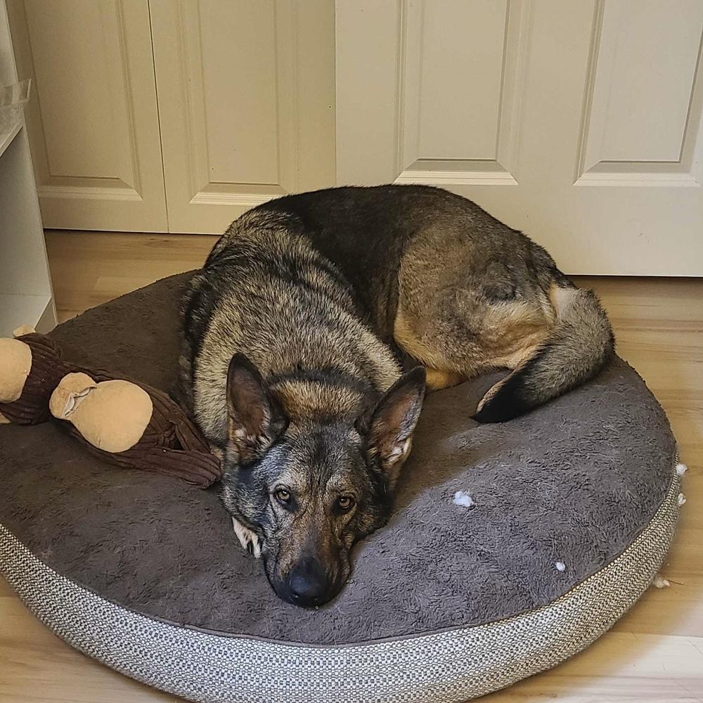 Enlarge Millie - AVAILABLE, a Adoptable German Shepherd Dog in Seattle, WA image 6/6