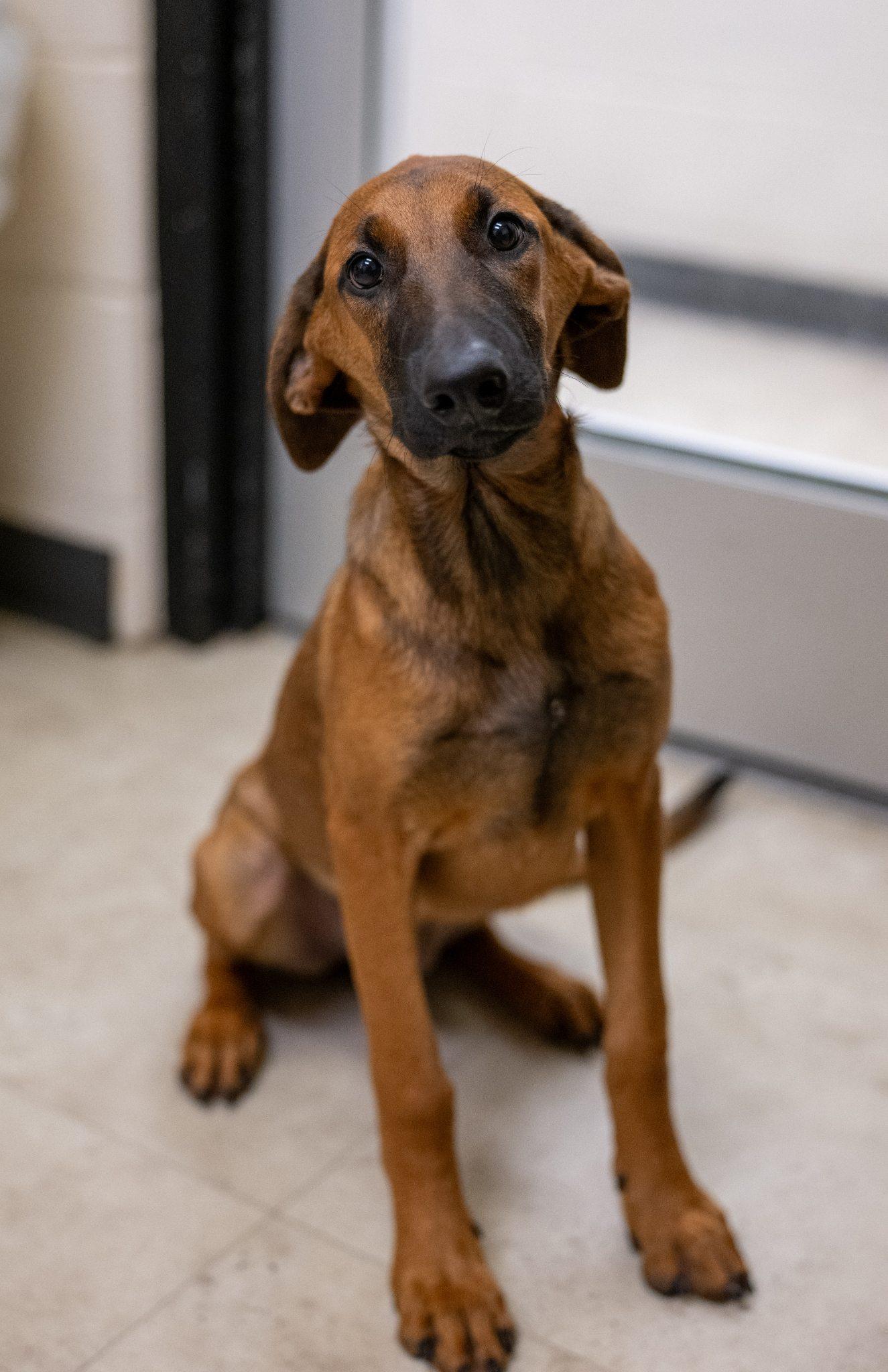 Enlarge Paprika, a Adopted Doberman Pinscher in Richardson, TX image 1/1