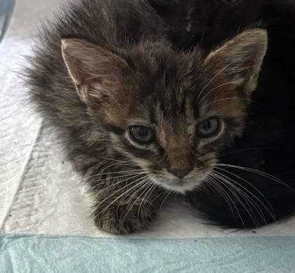 Lexus, Adoptable, Kitten Female Domestic Short Hair & Domestic Short Hair.
