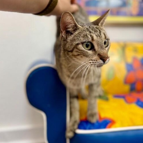 Buttercup Alvin — thumbnail 5