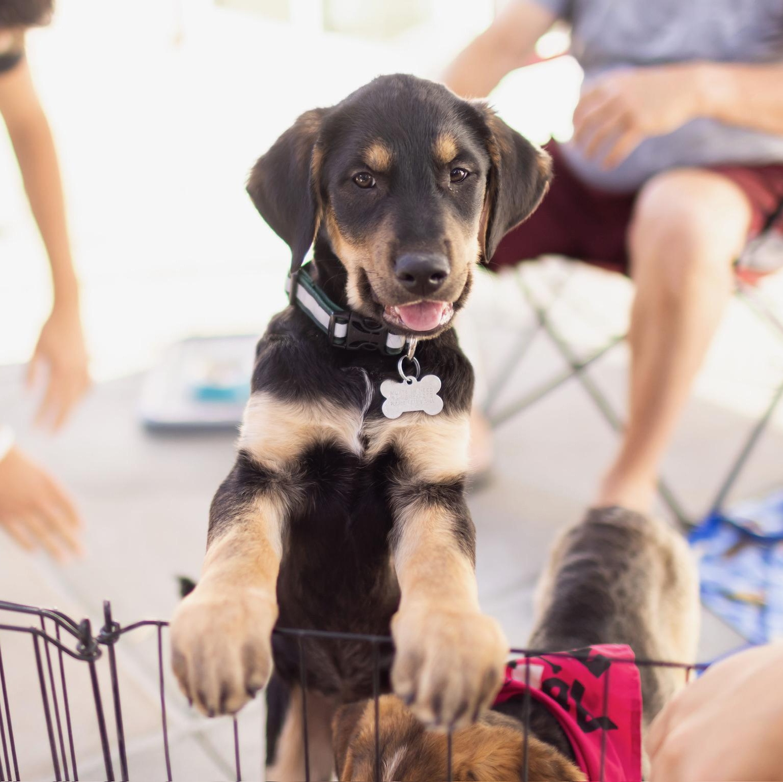 Enlarge Bruce, an adopted mixed breed in Newport Beach, CA image 2/3