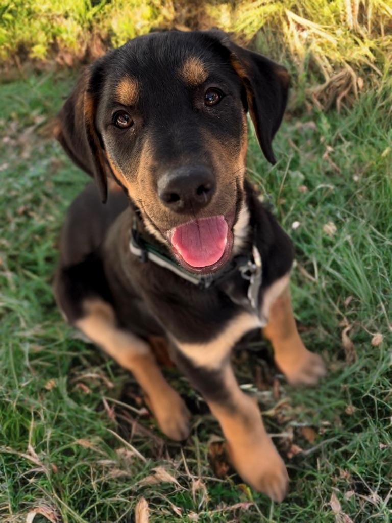 Bruce, adopted, Young Male Australian Shepherd.