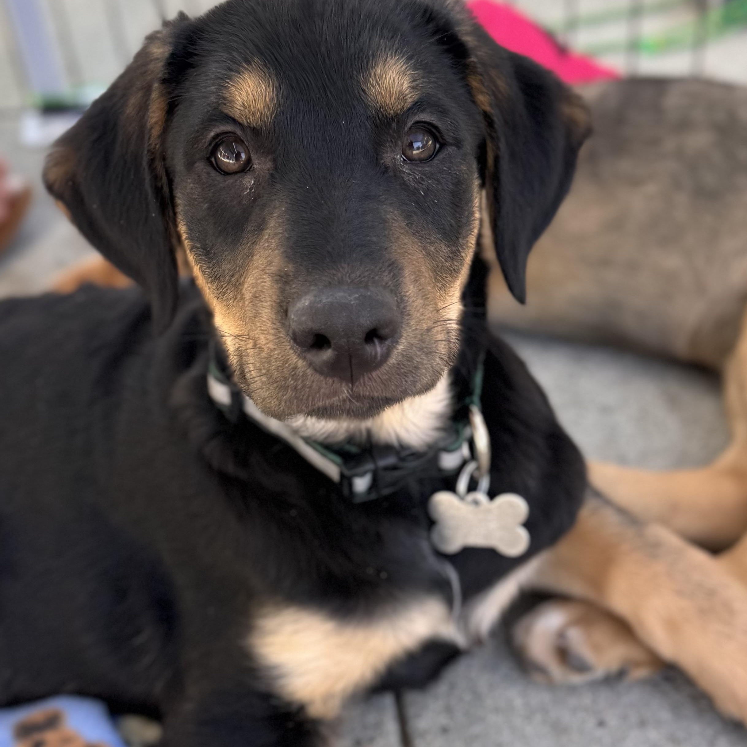 Enlarge Bruce, an adopted mixed breed in Newport Beach, CA image 3/3