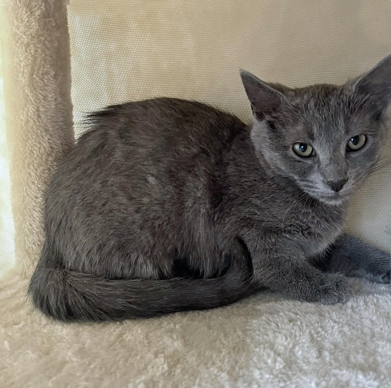 Ciabatta, ADOPTABLE, Kitten Female Domestic Short Hair.