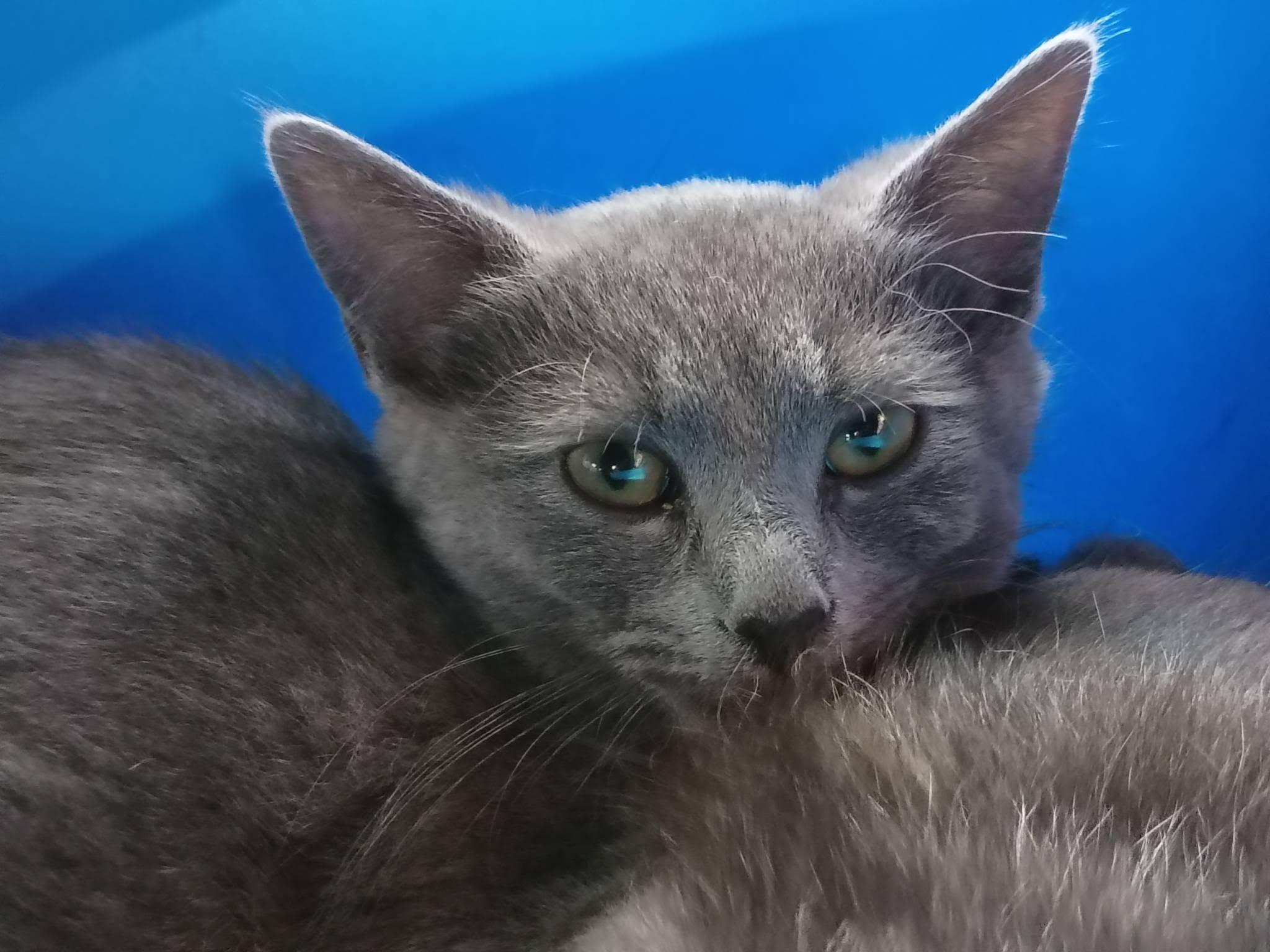 Ciabatta, a ADOPTABLE Domestic Short Hair in Morgantown, WV image 2/2