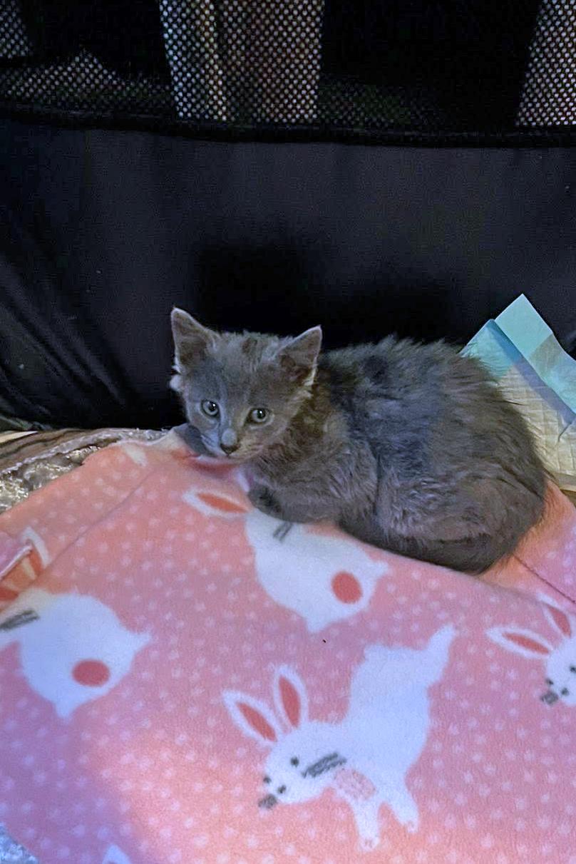 Ciabatta, ADOPTABLE, Kitten Female Domestic Short Hair.