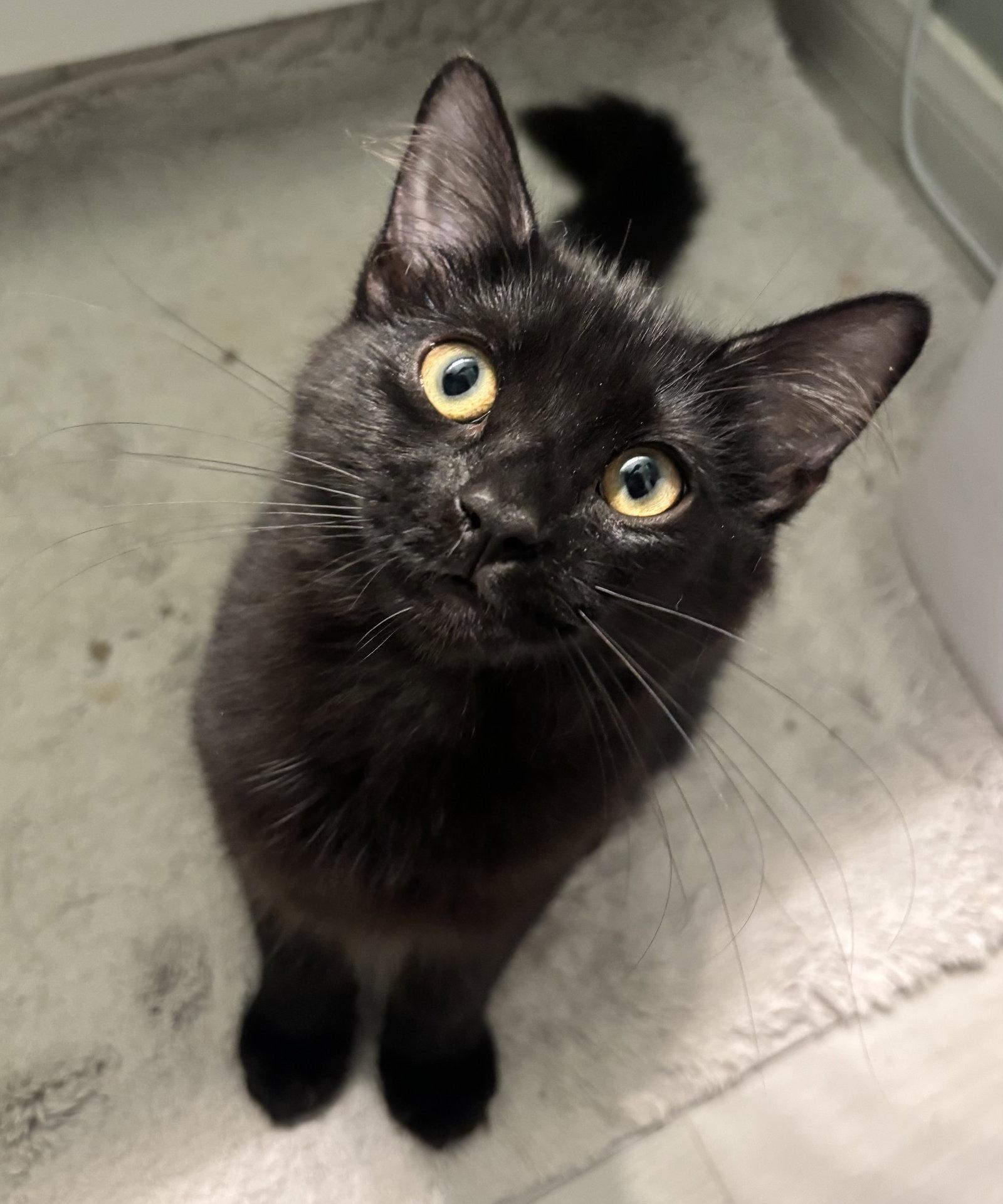 Chelsea, Adoptable, Young Female Domestic Short Hair.