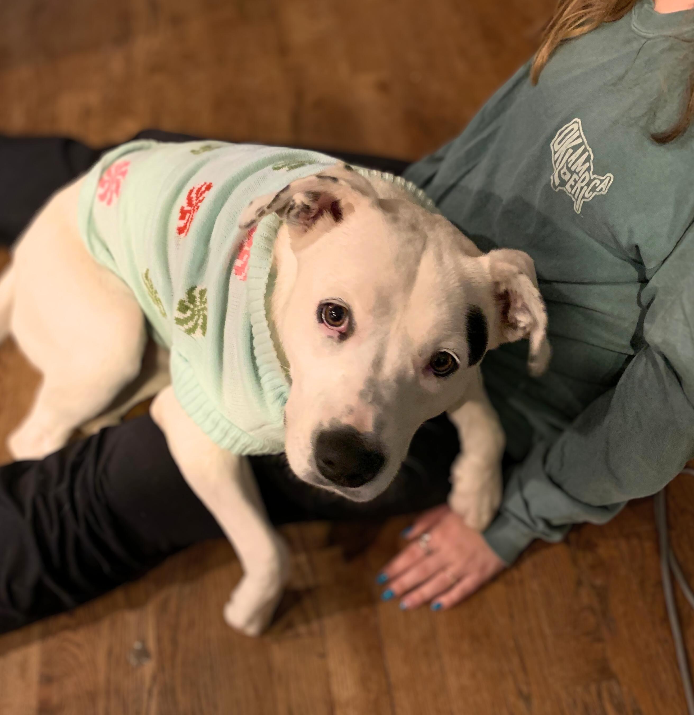 Enlarge Oreo Swiftie, a Adoptable Australian Cattle Dog / Blue Heeler in Belleville, NJ image 2/2