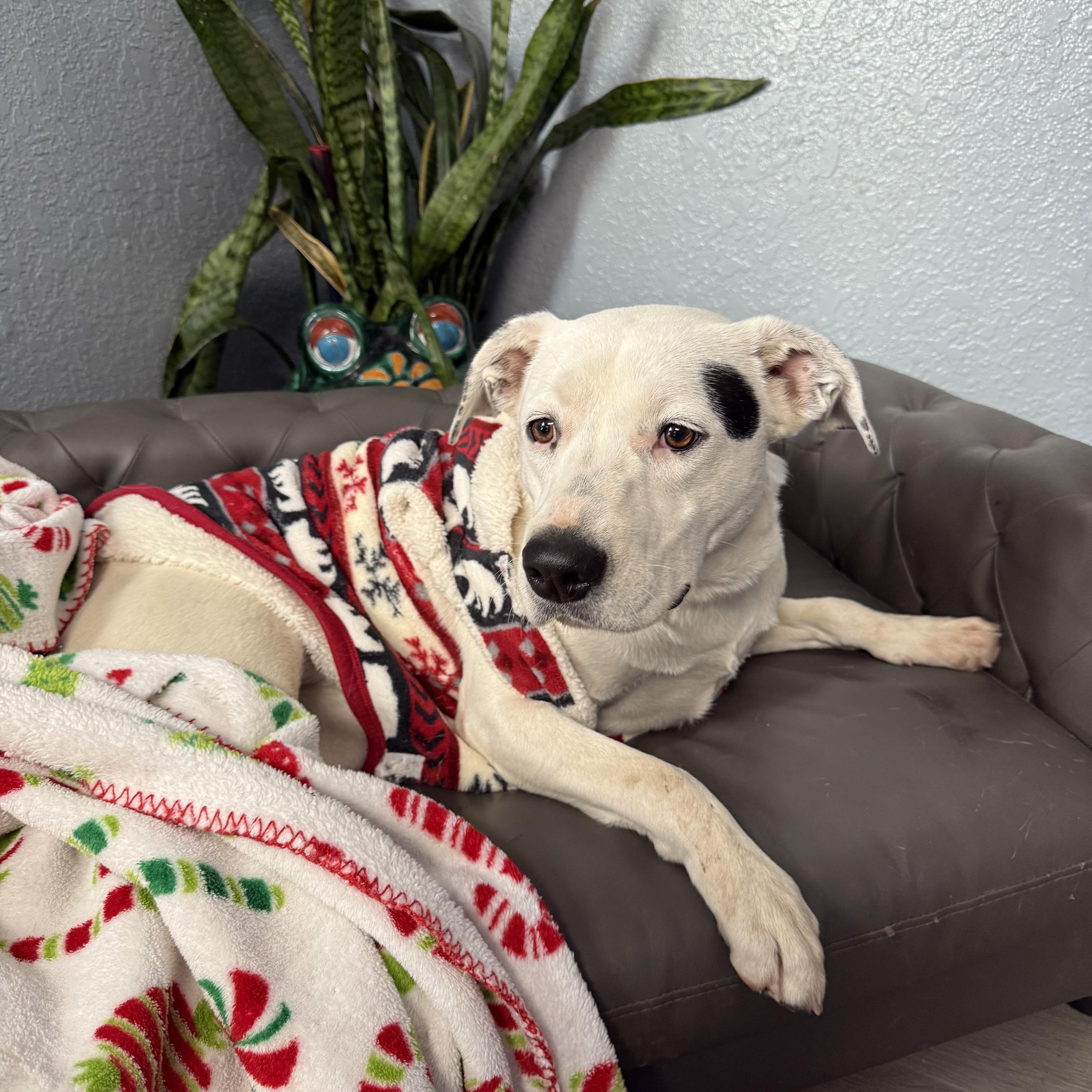 Oreo Swiftie, Adoptable, Young Female Australian Cattle Dog / Blue Heeler.