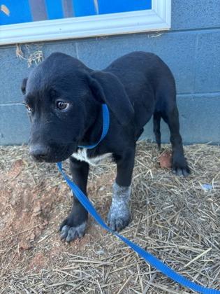 Enlarge 25-173 Rooster, a Adoptable mixed breed in Barnesville, GA image 1/3