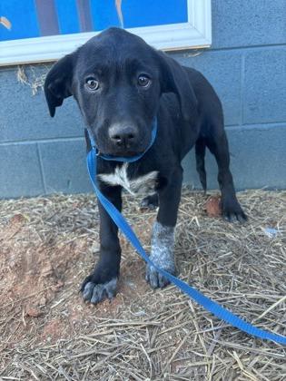 Enlarge 25-173 Rooster, a Adoptable mixed breed in Barnesville, GA image 2/3