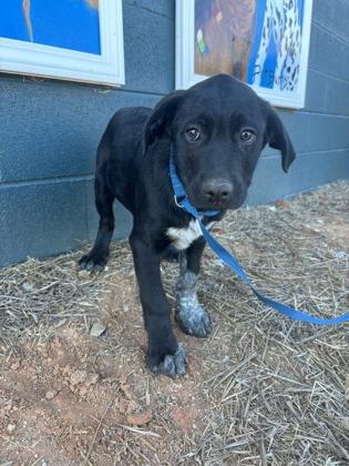 Enlarge 25-173 Rooster, a Adoptable mixed breed in Barnesville, GA image 3/3