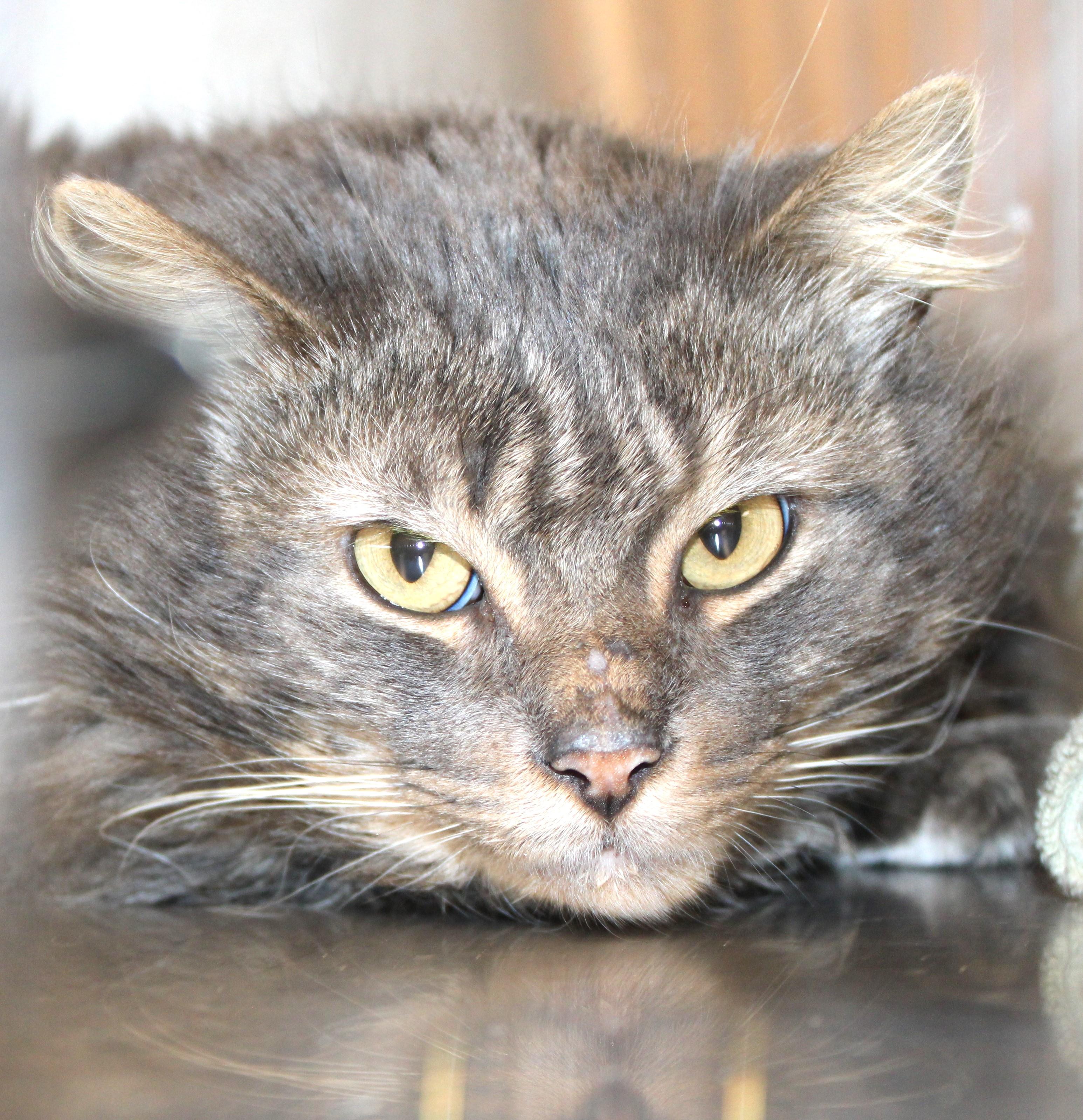 Austin, adopted, Adult Male Domestic Medium Hair.