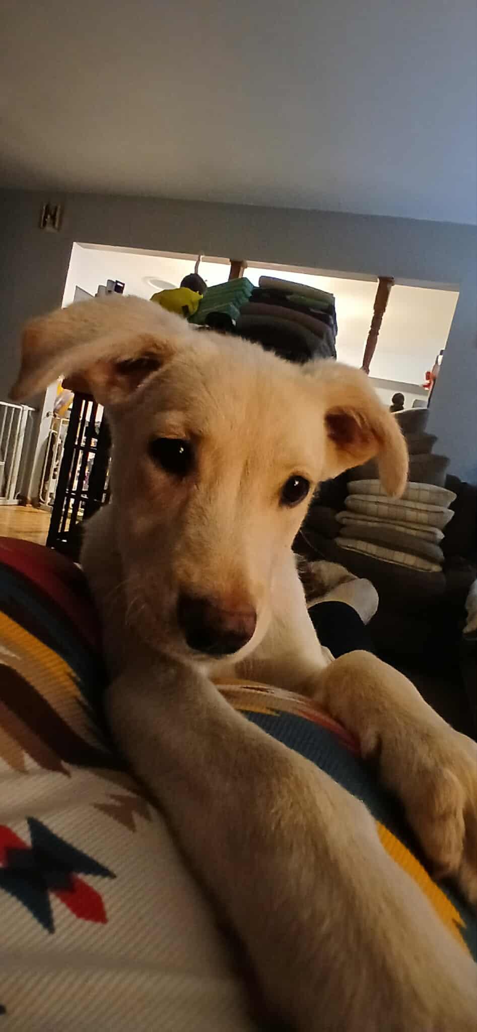 Enlarge Steve, a ADOPTABLE Mixed Breed in Kenosha, WI image 3/3