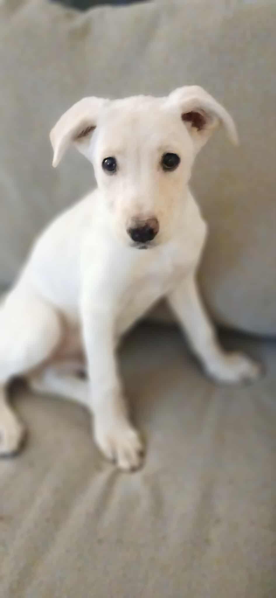 Steve, ADOPTABLE, Puppy Male Mixed Breed.