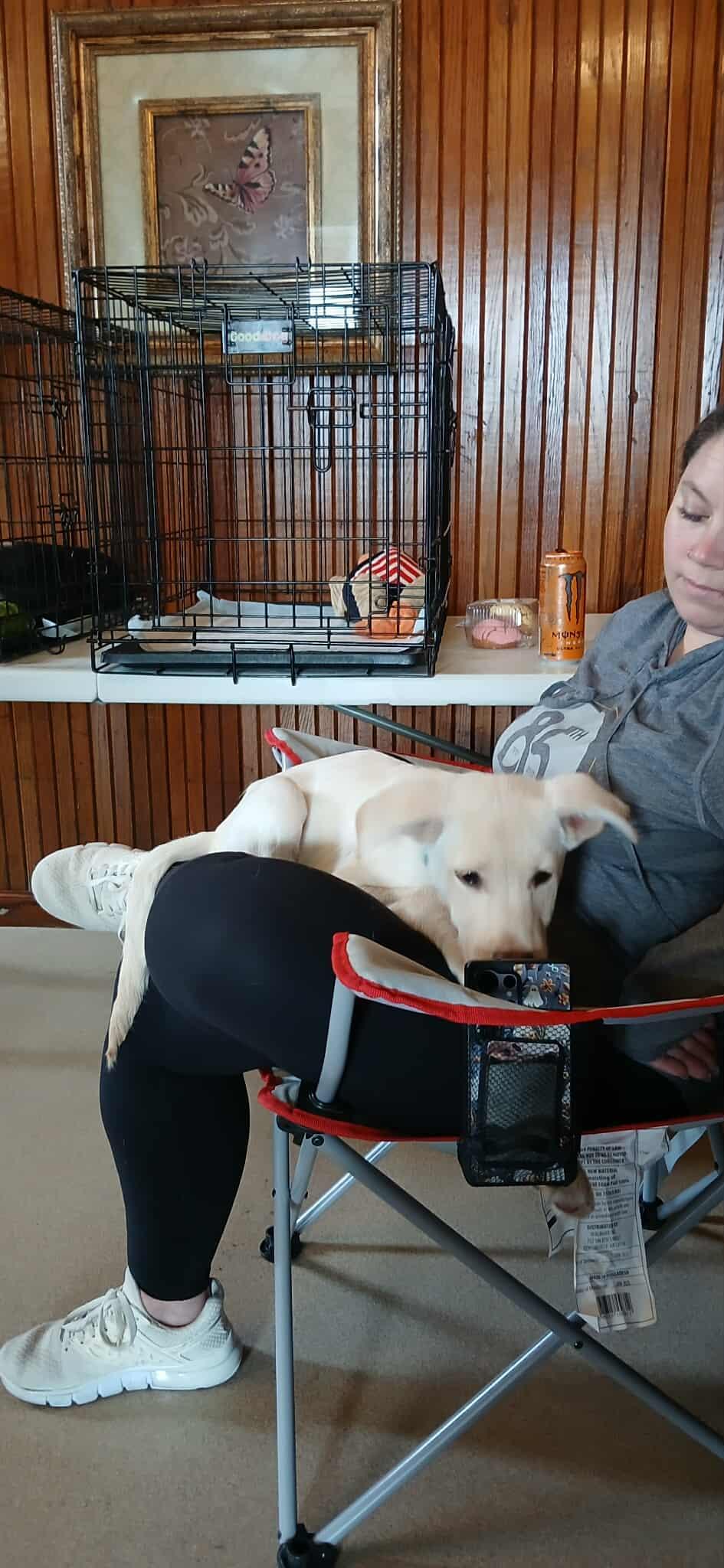 Enlarge Steve, a ADOPTABLE Mixed Breed in Kenosha, WI image 2/3