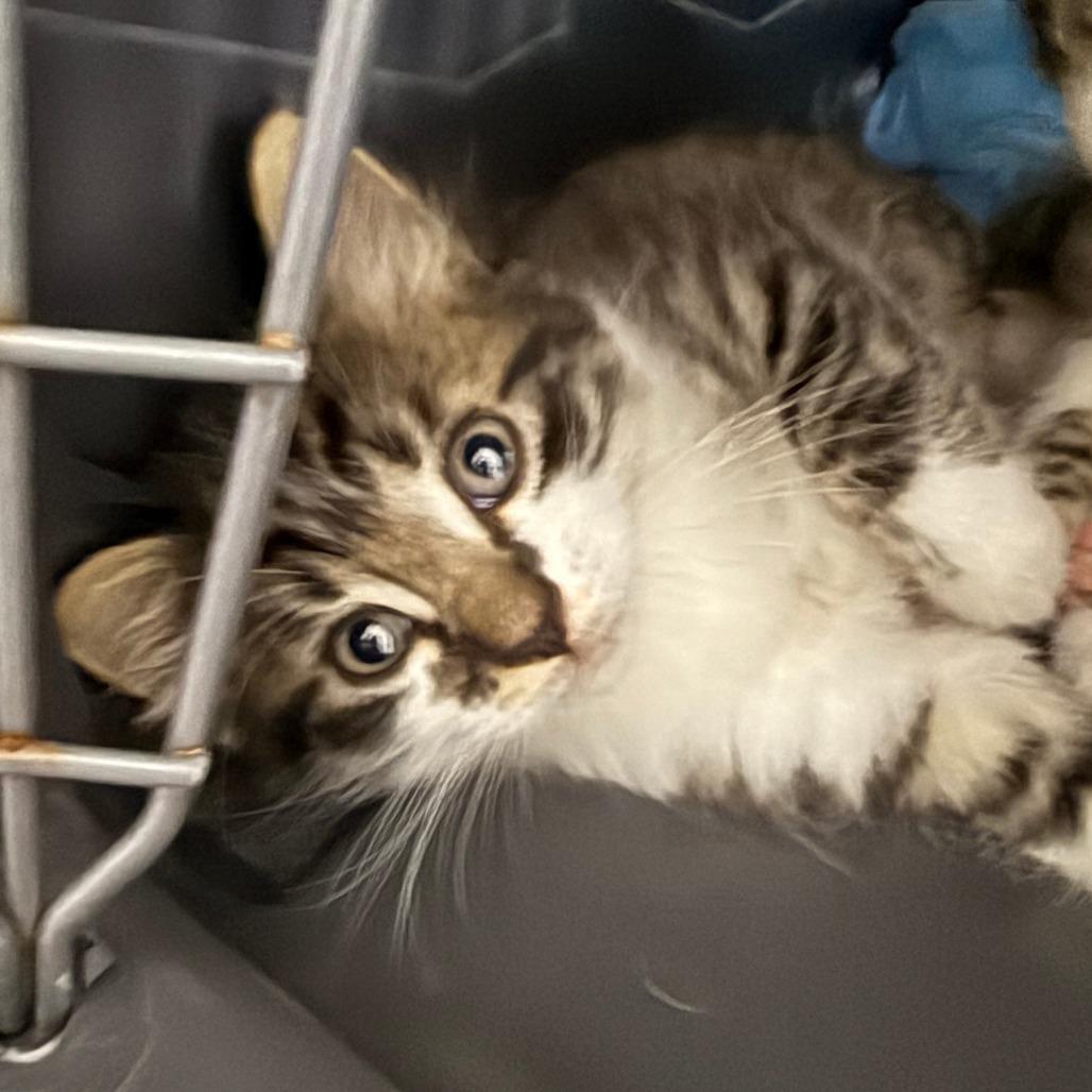 Enlarge Tater Tot, a ADOPTABLE Domestic Short Hair in Parkland, FL image 2/2