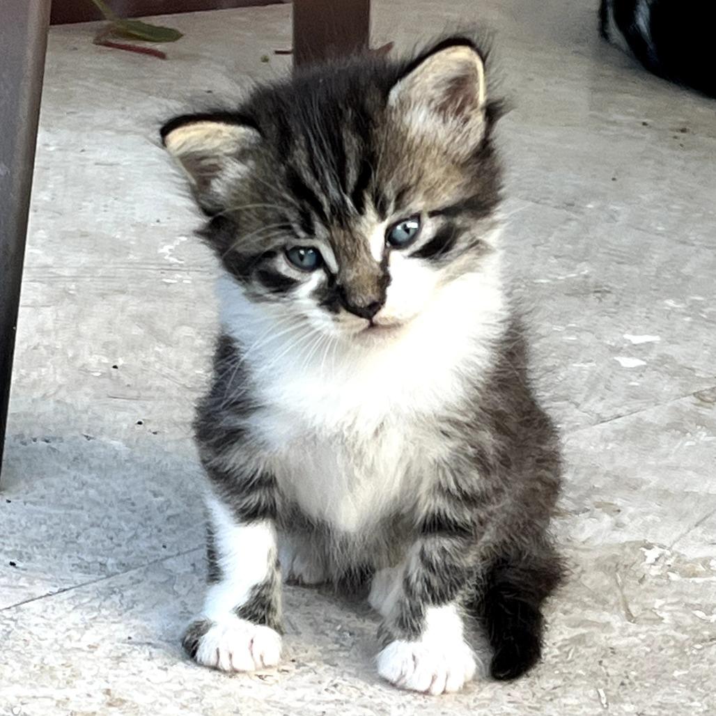 Tater Tot, ADOPTABLE, Young Male Domestic Short Hair.