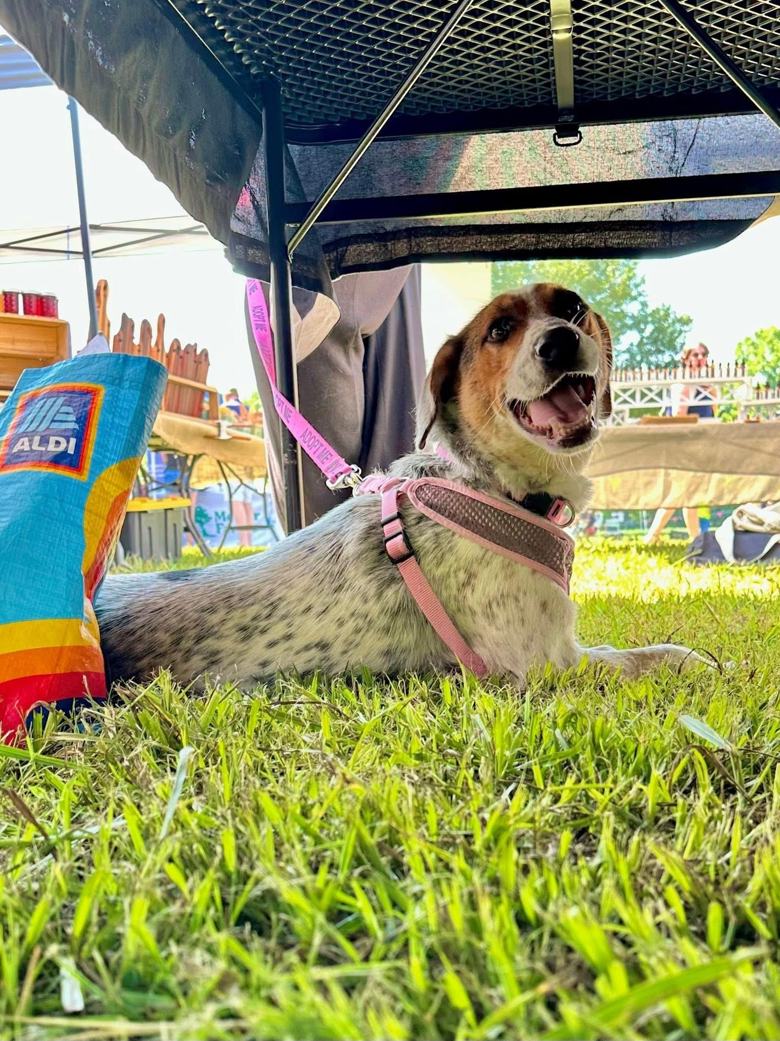 Pumpkin, Adopted, Young Female Australian Cattle Dog / Blue Heeler.
