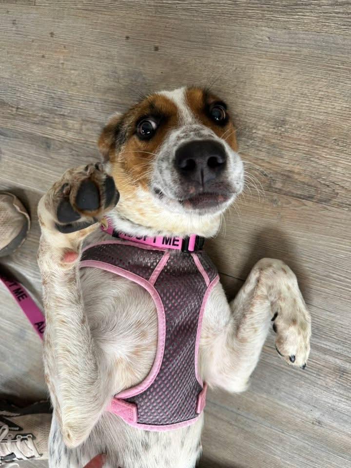 Pumpkin, a Adopted mixed breed in Covington, TN image 2/5