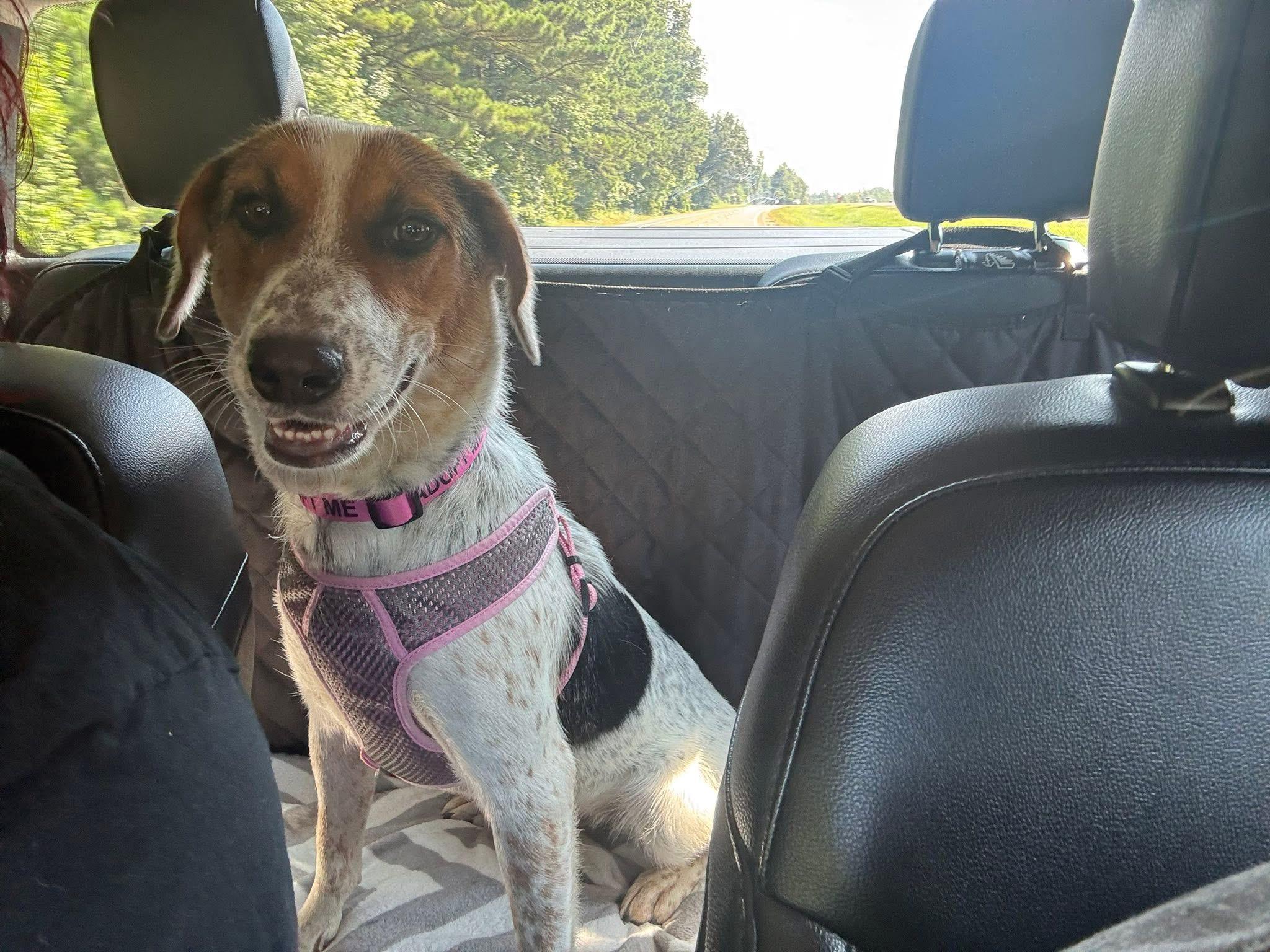 Pumpkin, a Adopted mixed breed in Covington, TN image 3/5