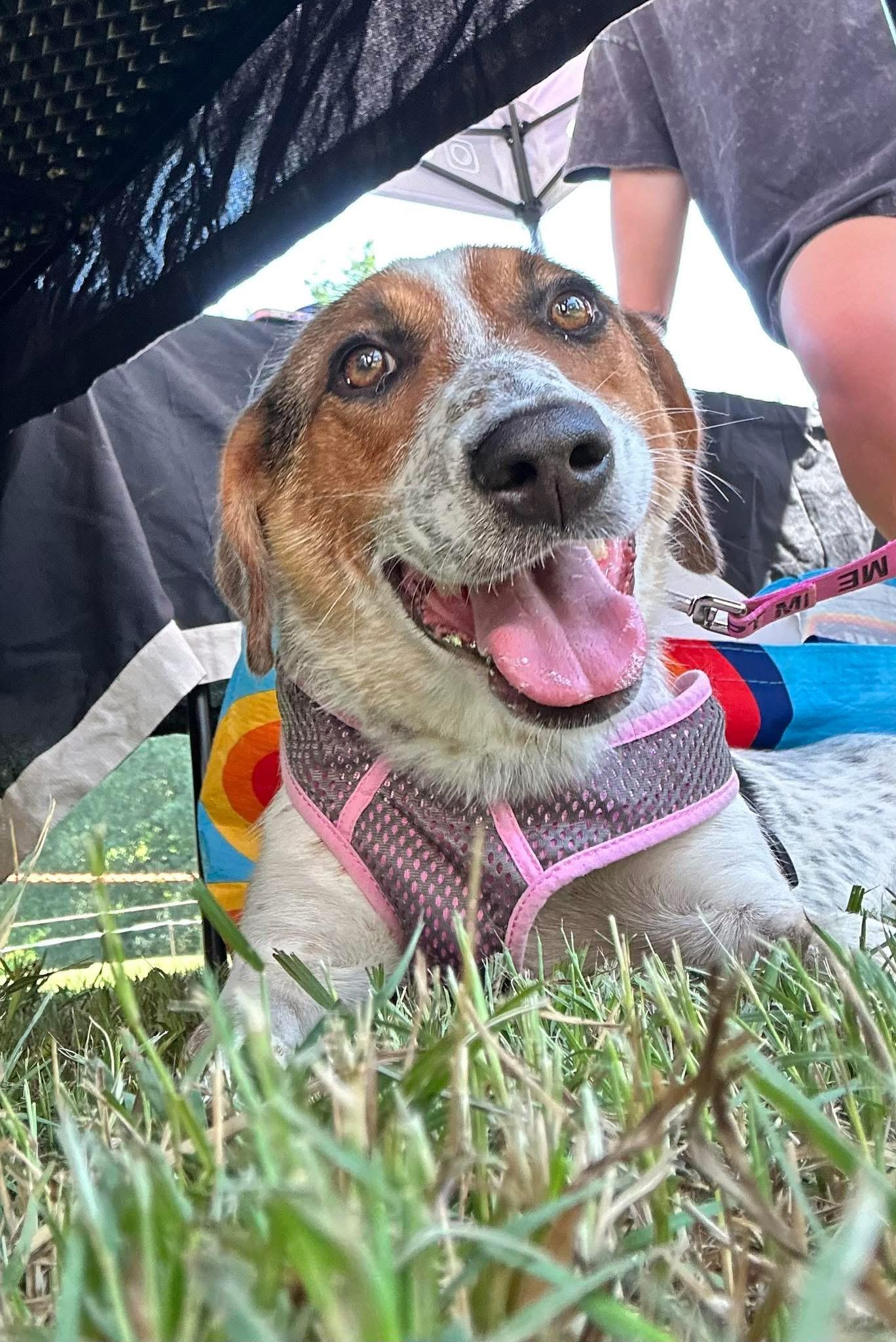 Pumpkin, a Adopted mixed breed in Covington, TN image 4/5